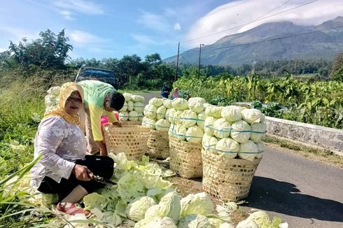 Petani Menjerit Terancam Rugi Saat Panen Raya, Harga Jual Sayuran Rp 500 Per Kilogram