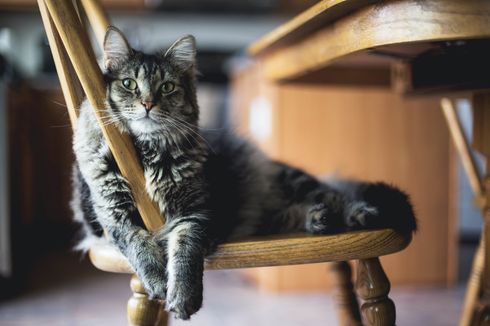 2 Kucing Positif Covid-19, Bisakah Hewan Piaraan Tularkan Virus?