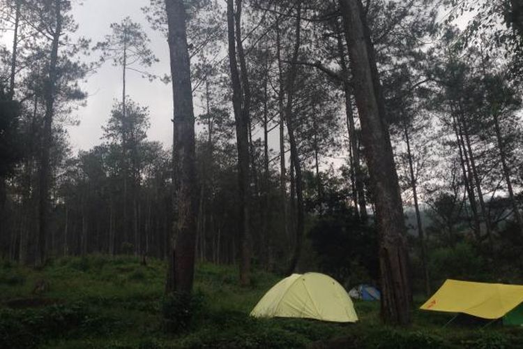 Wisatawan berkemah di Bumi Perkemahan Mawar Gunung Ungaran, Dusun Kluwihan, Desa Sidomukti, Kecamatan Bandungan, Kabupaten Semarang, Jawa Tengah. Bumi Perkemahan Gunung Ungaran adalah opsi wisata yang bisa dilakukan ketika berkunjung ke Semarang.