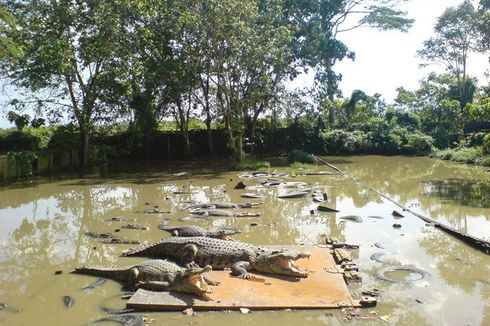 Penangkaran Buaya Balikpapan: Daya Tarik, Harga Tiket, dan Rute