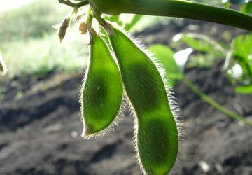 Kedelai di Bawah Sawit: Peluang Mandiri Pangan di Dharmasraya