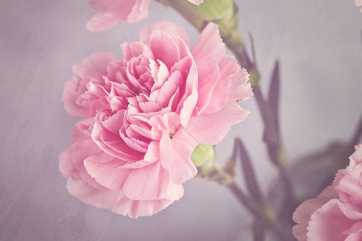 Ilustrasi bunga carnation atau bunga anyelir.