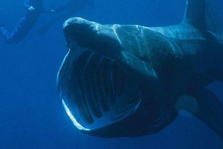 580 Koleksi Gambar Penampakan Hiu Megalodon Gratis Terbaik