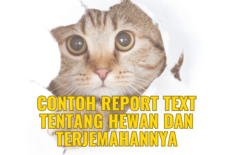 Contoh Report Text Tentang Hewan Dan Terjemahannya