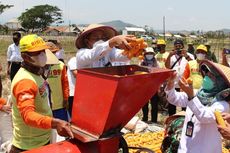 Panen Jagung Melimpah, Wabup Brebes: Tak Perlu Impor