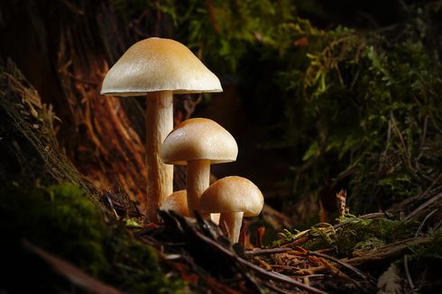 Kingdom Fungi: Karakteristik dan Manfaatnya