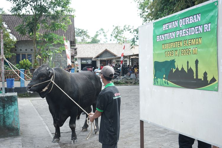 sapi sumbangan Jokowi yang diserahkan ke takmir Mashid di Sleman, Jumat (8/7/2022)