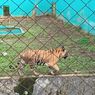 4 Harimau Mati dalam 3 Bulan, Medan Zoo Didesak Segera Ditutup