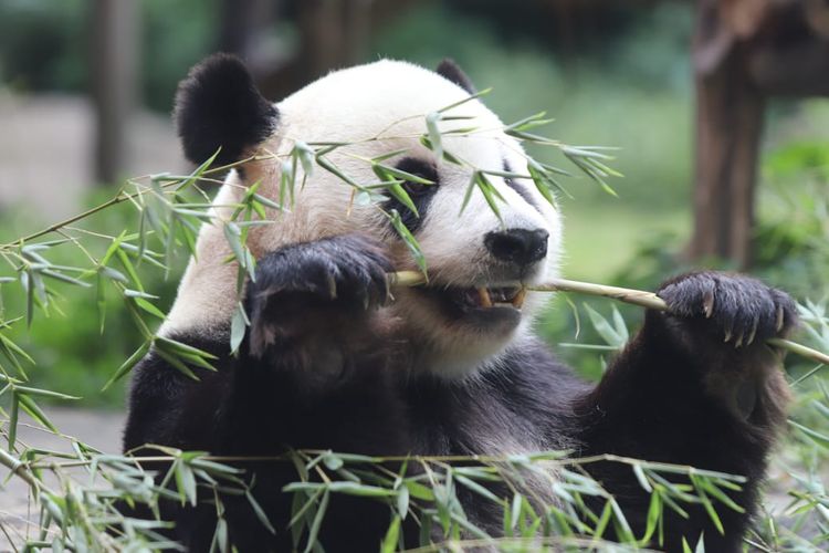 Panda di Taman Safari Bogor