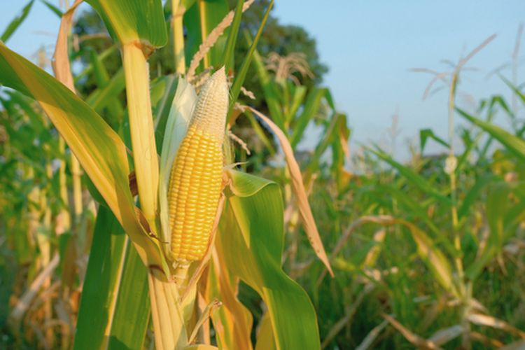 Ilustrasi tanaman jagung 