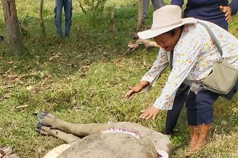 Ini Penyebab Purwanti Histeris dan Peluk Kerbau Miliknya yang Mati