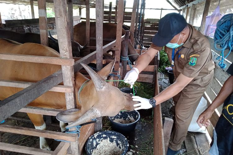 Petugas tim terpadu Disbunnak Kalsel melakukan pemeriksaan kesehatan sapi di salah satu RPH, Kamis (12/5/2022). 