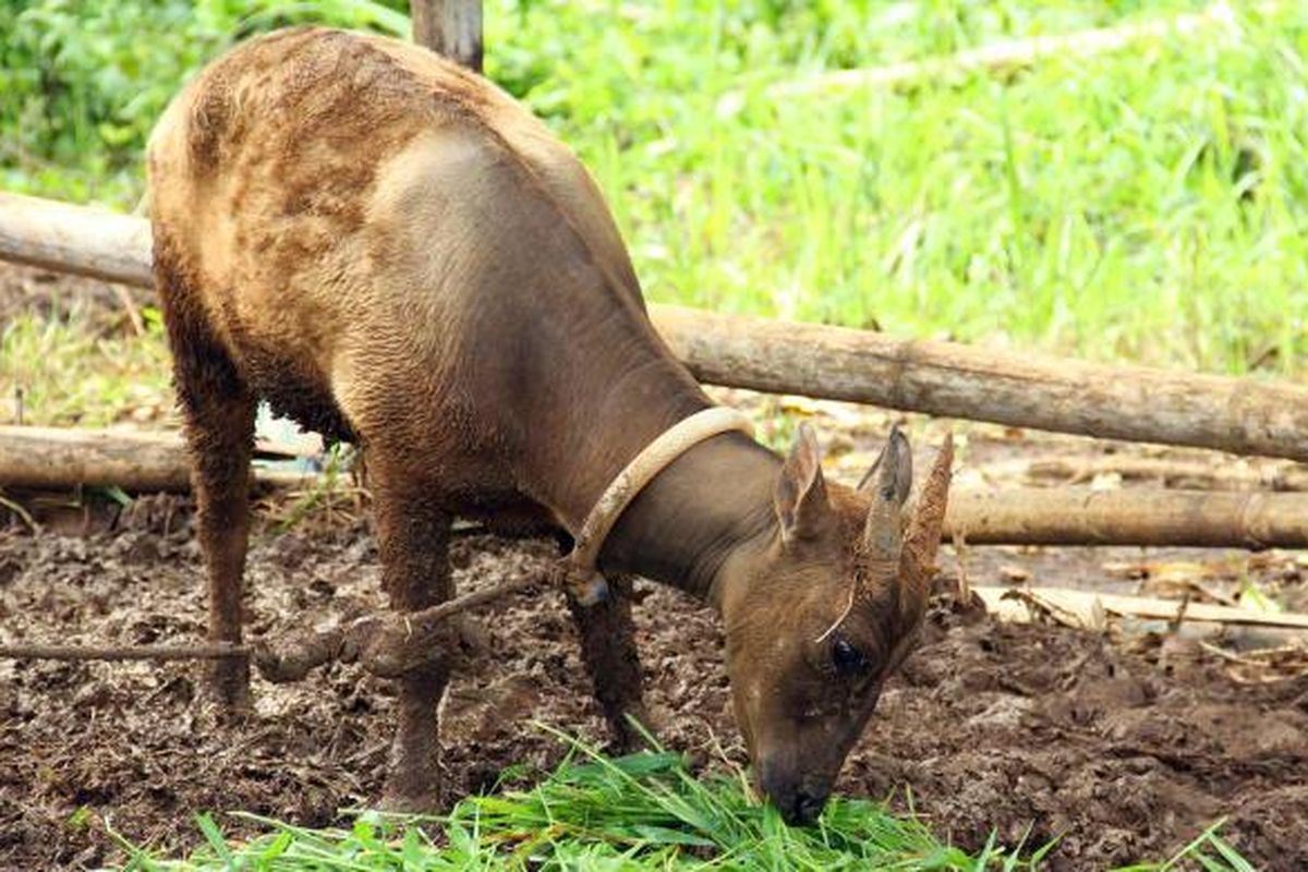 Anoa, merupakan salah satu satwa kunci di Taman Nasional Bogani Nani Wartabone