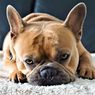 10 Ras Anjing Terpopuler, Apa Saja?