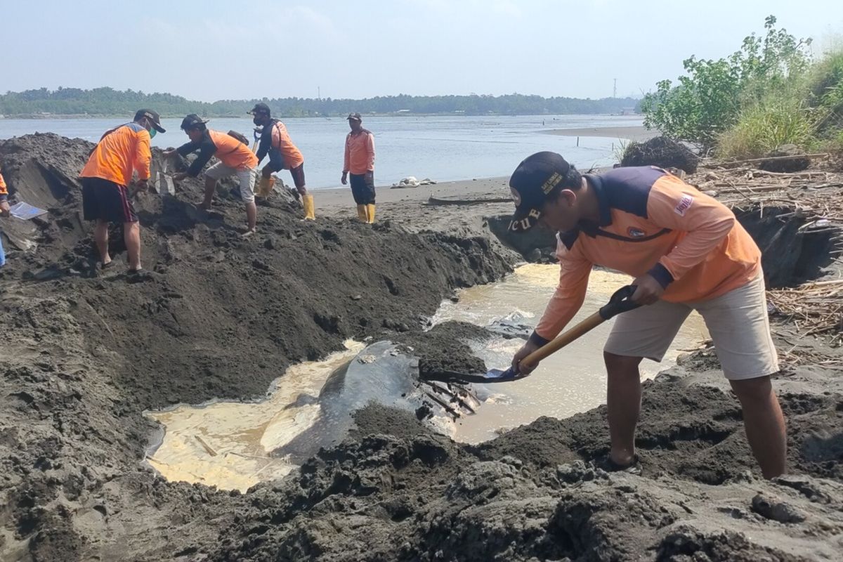 Bangkai hiu paus dikubur di pasir pada pinggir muara sungai Bogowonto yang masuk wilayah Pantai Congot, Kapanewon Temon, Kabupaten Kulon Progo, Daerah Istimewa Yogyakarta.