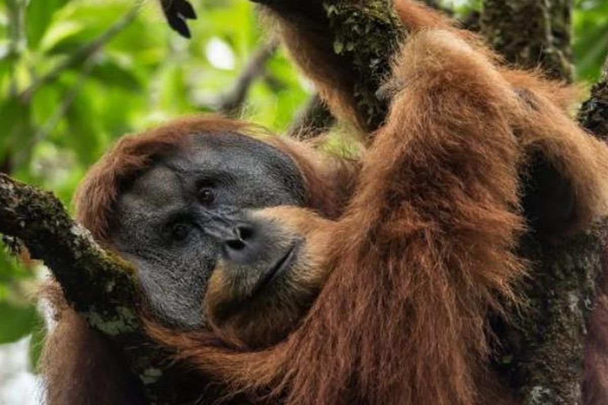 Orangutan Batang Toru atau Tapanuli lebih dekat hubungannya dengan Orangutan Kalimantan daripada Orangutan Sumatera. Mereka hidup di sebuah hutan terisolasi yang ada di pegunungan Sumatera.