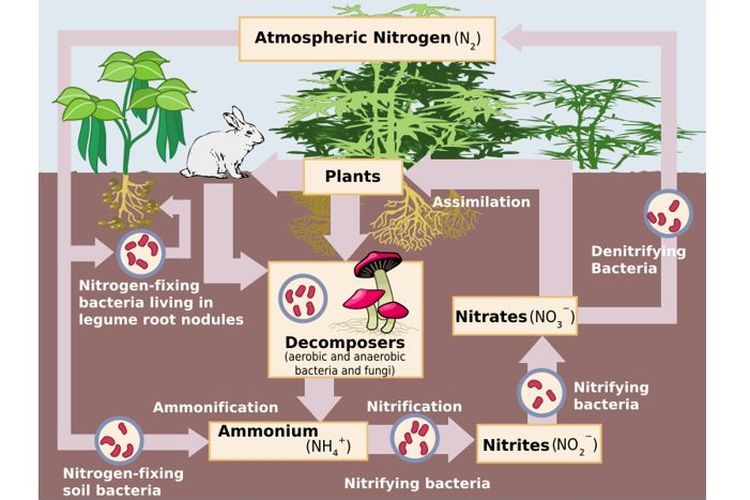 Fiksasi nitrogen yang dilakukan oleh bakteri dan pengurai