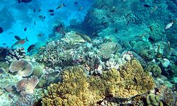 Penangkapan Ikan Marak Pakai Bom, Terumbu Karang di Indonesia Terancam