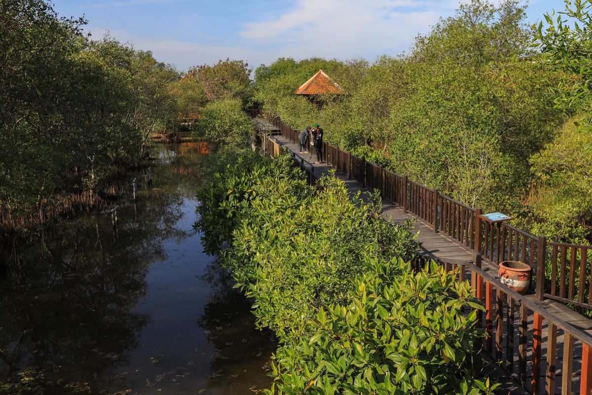 Ekowisata Mangrove Wonorejo Surabaya