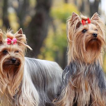 Ilustrasi anjing betina, ilustrasi ras anjing Yorkshire Terrier. 