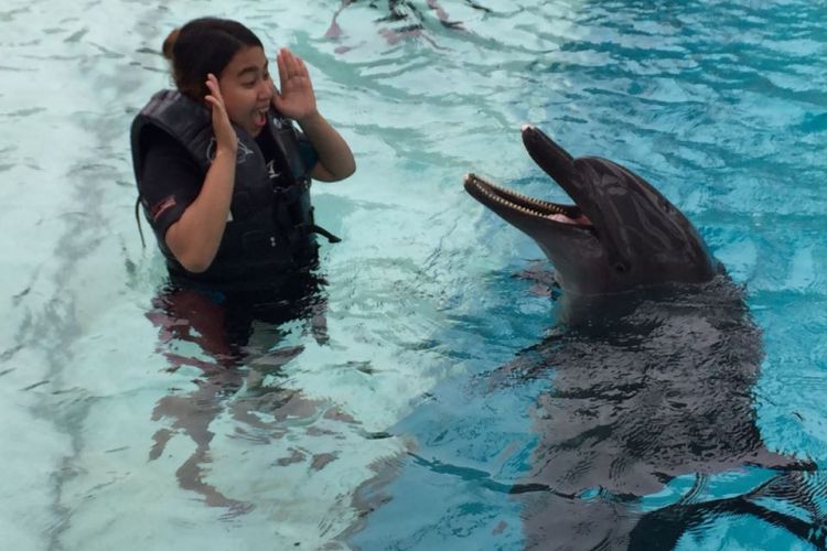 Berinteraksi langsung bersama Wei, lumba-lumba botol yang ada di Dolphin Island, Resort World Sentosa. 