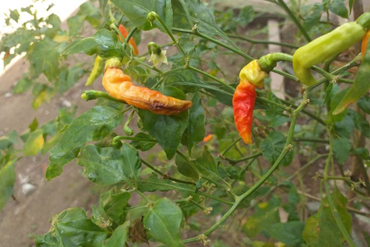 Ilustrasi cabai yang terserang lalat buah