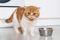 Kenapa Kucing Senang Mendapatkan Makanan Gratis?