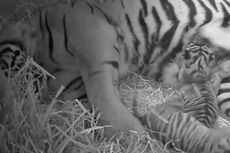 Video Kelahiran Spesies Langka Harimau Sumatera di London Disebar di Youtube