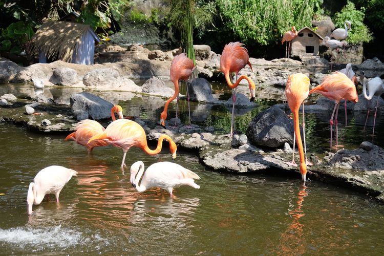 Flamingo di Batu Screet Zoo, Kota Batu