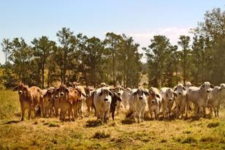 Indonesia Australia Sepakati Kerjasama Pengadaan Sapi