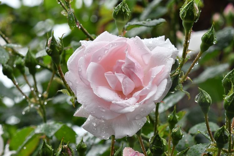 Mawar bisa dijadikan pagar pembatas taman alami, duri dari mawar bisa menjauhkan kucing dari tanaman yang lain.