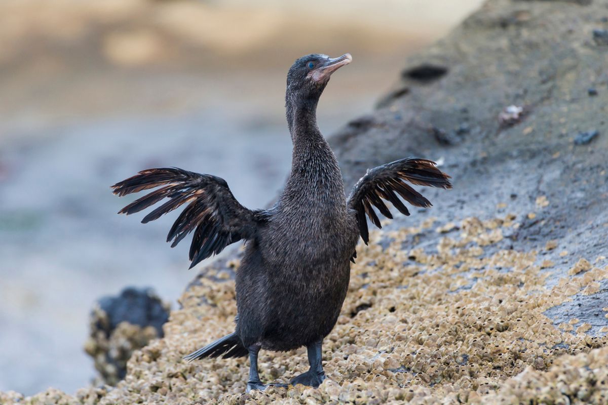 Ilustrasi burung kormoran yang termasuk burung tidak bisa terbang.