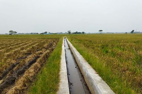 Kementan Realisasikan RJIT di Kota Serang untuk Tingkatkan Produksi Padi hingga Antisipasi El Nino