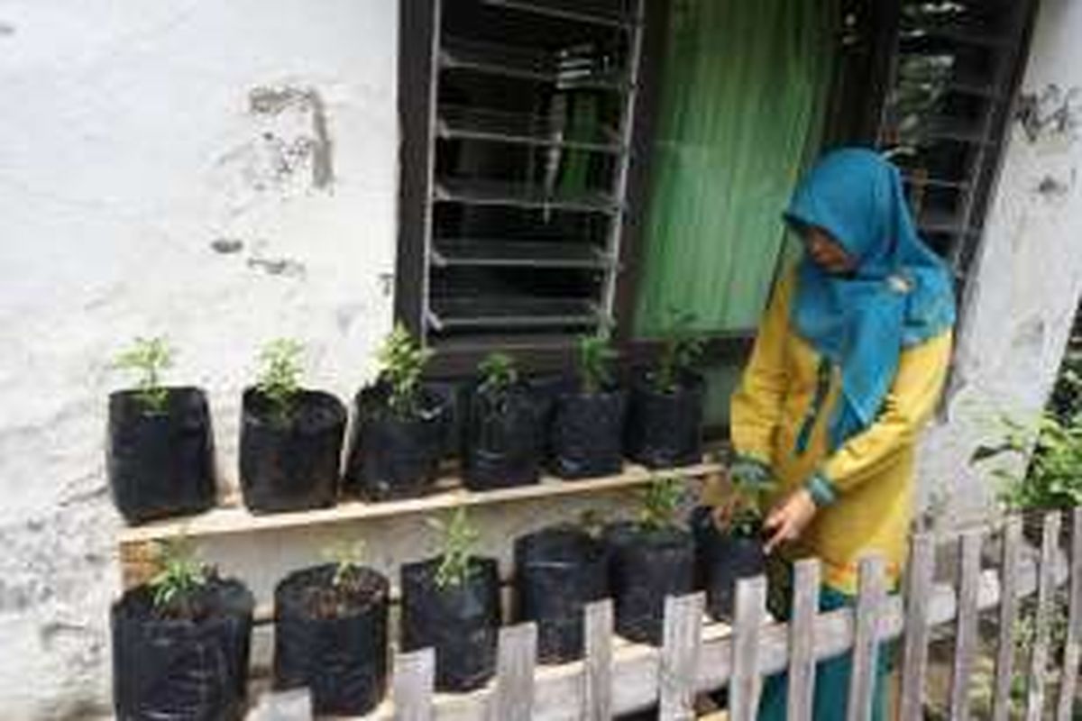 Salah seorang warga Kelurahan Margadana, Kota Tegal, menata pohon cabai bantuan dari Kantor Perwakilan Bank Indonesia Tegal, Jawa Tengah, Senin (31/10/2016). 