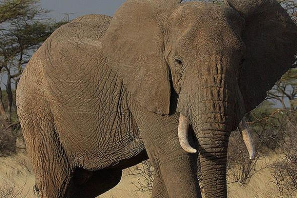Seekor gajah Afrika