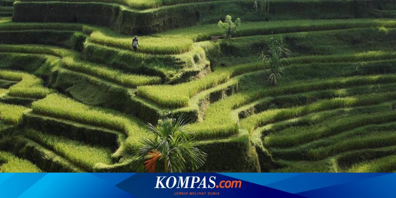 5 Sawah Di Indonesia Yang Cocok Untuk Syuting Avengers Halaman All Kompas Com
