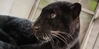 Geger Macan Kumbang Masuk Permukiman Batang, Sempat Dikira Kucing karena Suka Mangsa Ayam
