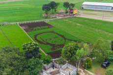 Sawah Lukis di Bergas Lor Kabupaten Semarang, Ada Gambar Ganjar Pranowo