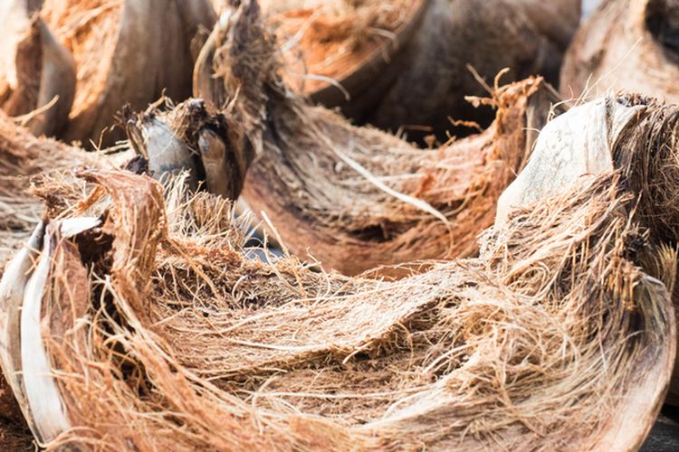 Ilustrasi sabut kelapa kering, yang memiliki banyak manfaat untuk tanaman. 