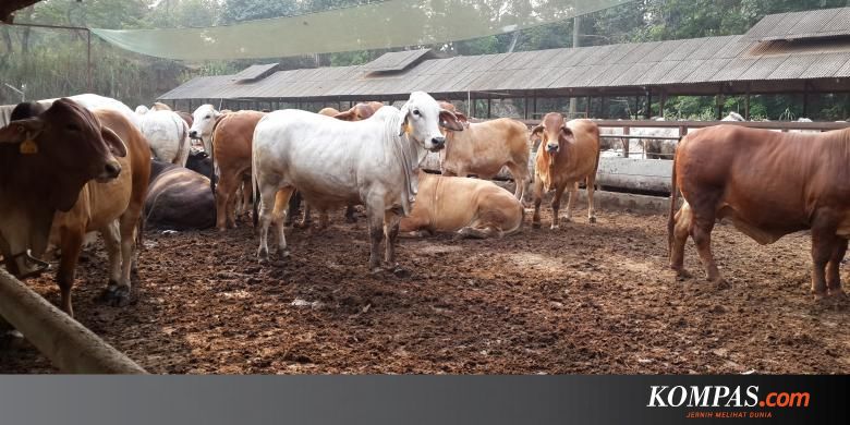 Provinsi Lampung Sabet Rekor Muri Penerima NKV Terbanyak dalam Setahun