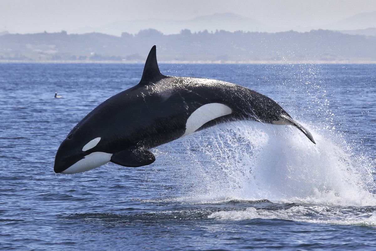 Ilustrasi paus pembunuh (Orca whale) berenang di lautan lepas. Paus pembunuh melompat ke permukaan air. Paus dikenal sebagai mamalia laut penjelajah lautan dan samudra, yang dapat berenang tanpa mengalami kerusakan otak.