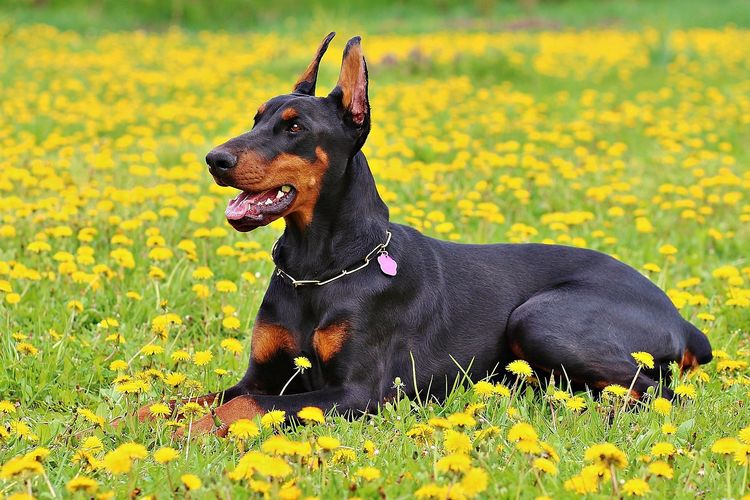 Ilustrasi anjing Doberman pinscher. 