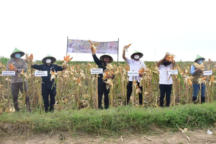 Menteri Pertanian Syahrul Yasin Limpo (SYL) di acara panen jagung di Desa Katangka, Kecamatan Bontonompo, Kabupaten Gowa.