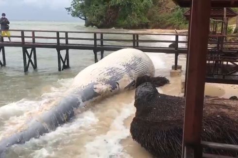 Bangkai Ikan Paus Berukuran 11 Meter Terdampar di Pantai Simora Kaimana