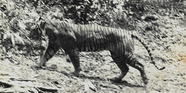 DNA Harimau Jawa Ditemukan dari Rambut di Sukabumi, Bukti Belum Punah?