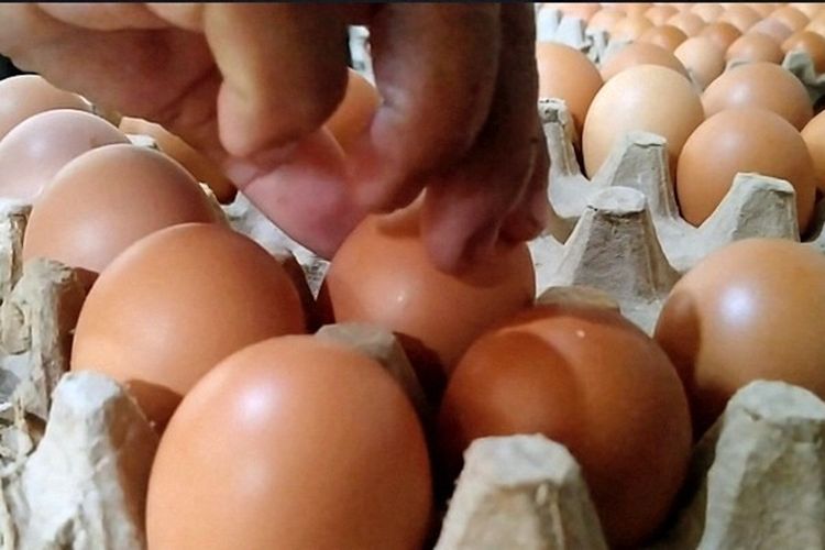 Harga Telur Terus Anjlok, Peternak di Lampung Timur Panik Terancam Gulung Tikar