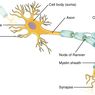 Jaringan Saraf: Neuron dan Neuroglia