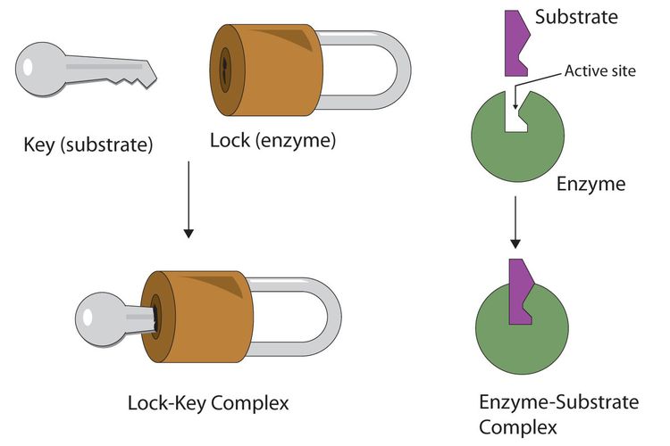 Enzim dan substrat bekerja seperti kunci dan gembok. Hal tersebut membuat enzim bekerja secara soesifik karena hanya dapat mengikat substrat tertentu. 