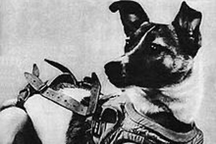 Laika, anjing yang pertama kali ke luar angkasa, diberangkatkan oleh Uni Soviet