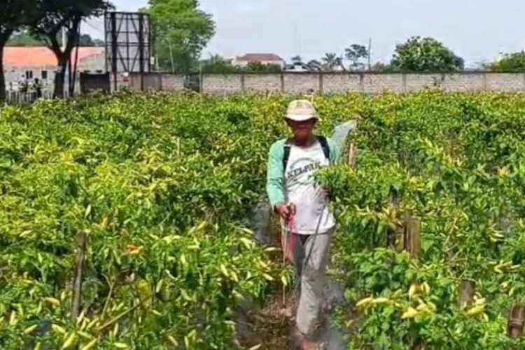 Salah satu petani cabai di Blitar, Jatim, Muanam mengatakan, harga cabai rawit hanya Rp 15.000 per kilogram dan tergolong rendah di musim panen raya.